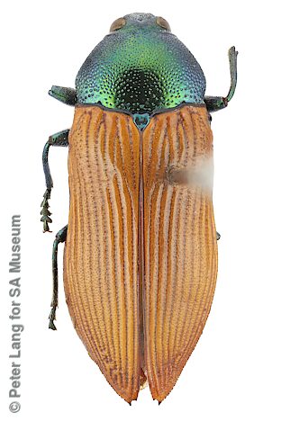 Castiarina guttata, SAMA 25-017942-1, female, Australia, W. White, photo by Peter Lang for SA Museum, 16.05 x 6.0 mm
